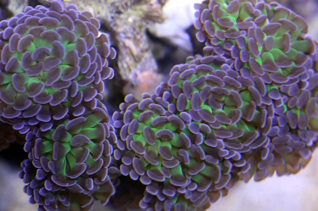 Mar152013_frogspawn.jpg