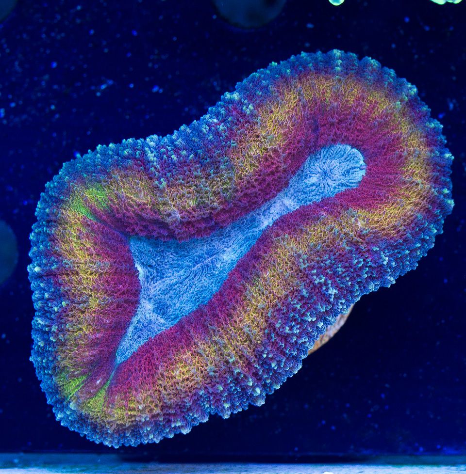 anewcoral_45-1.jpg