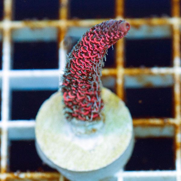 polyp1547.jpg~original