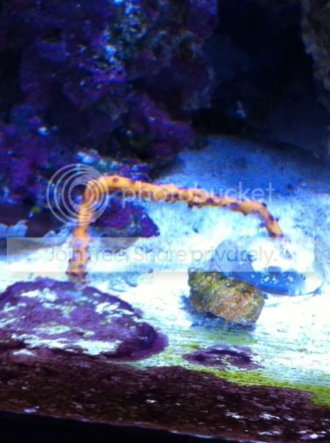 gorgonian.jpg