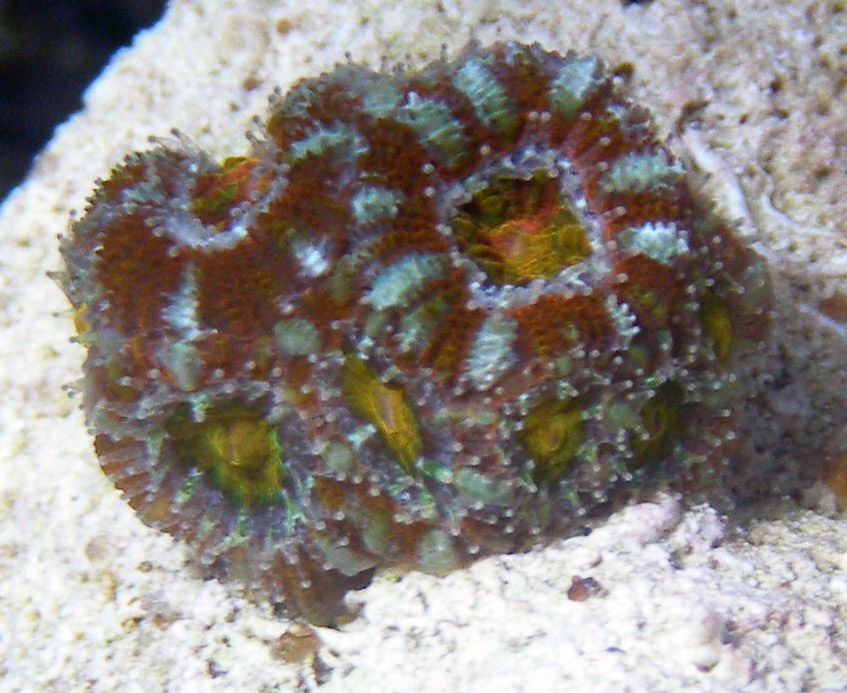 acan1.jpg