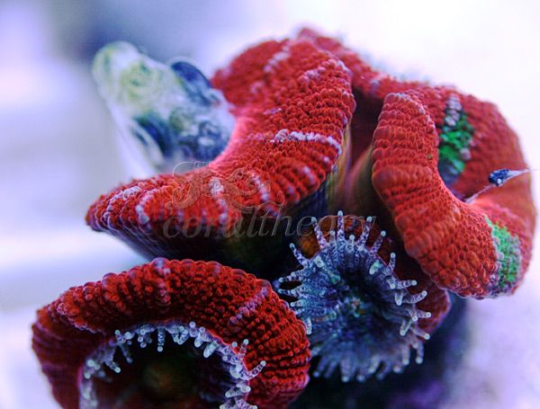 acan3.jpg