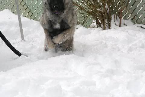 Sable1yearchristmas2010016.jpg