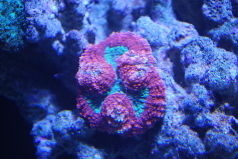NoelsPic043.jpg