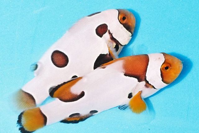 tn_ujn2244_zpswvdm9ngx.jpg