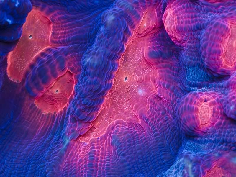 bigleptophylliaclose.jpg