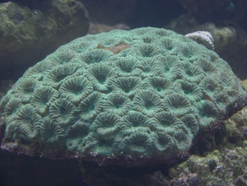 jayfish040-2.jpg