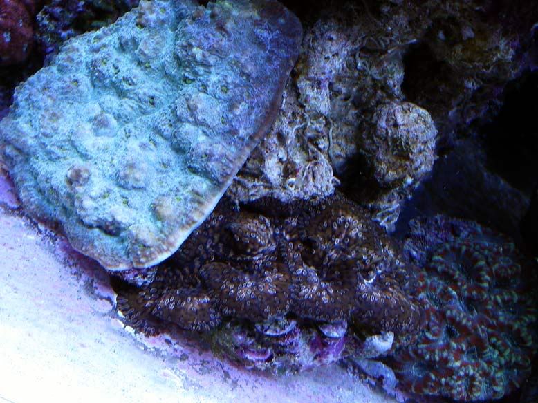 acan-clam-and-echno-2-06.jpg