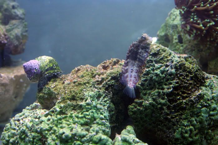 LMBsnail.jpg