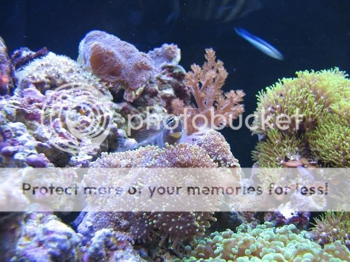 goby2.jpg