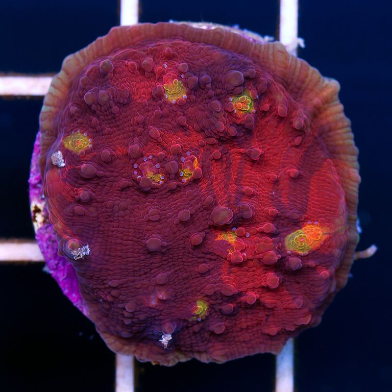 newcoral032b.jpg