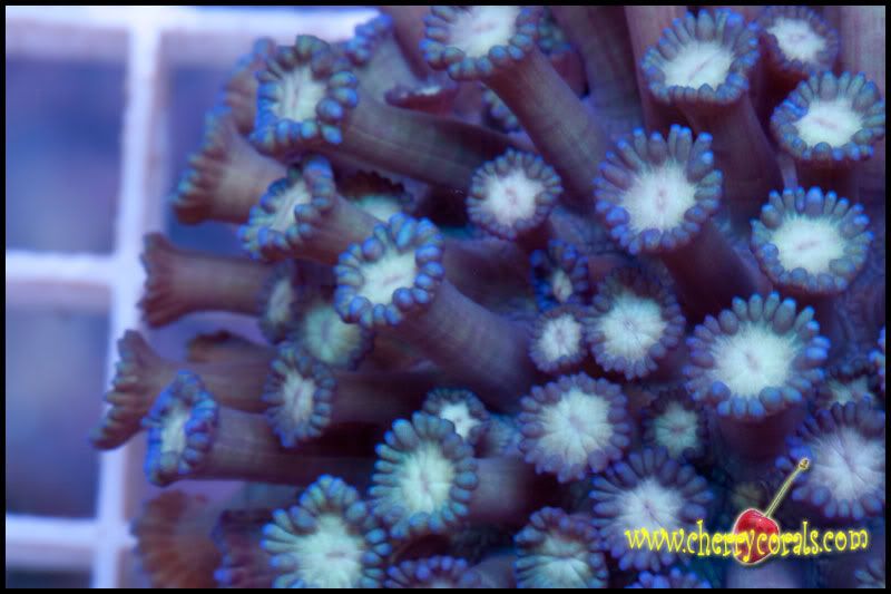 NewCorals_7-5.jpg