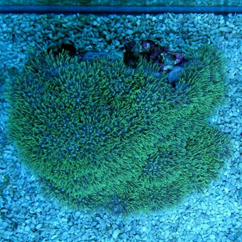 s120.jpg