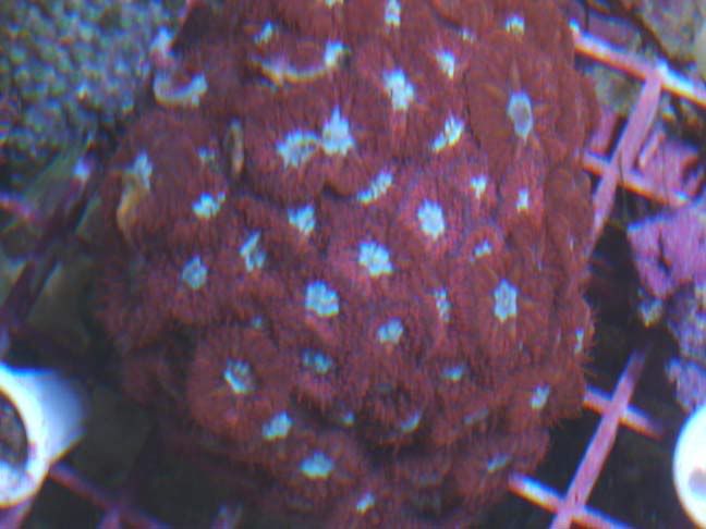 blasto-merliti-blue-2005.jpg