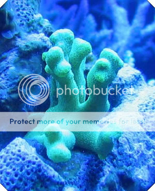 GreenPorite.jpg