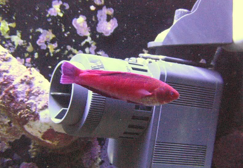 Wrasse020.jpg