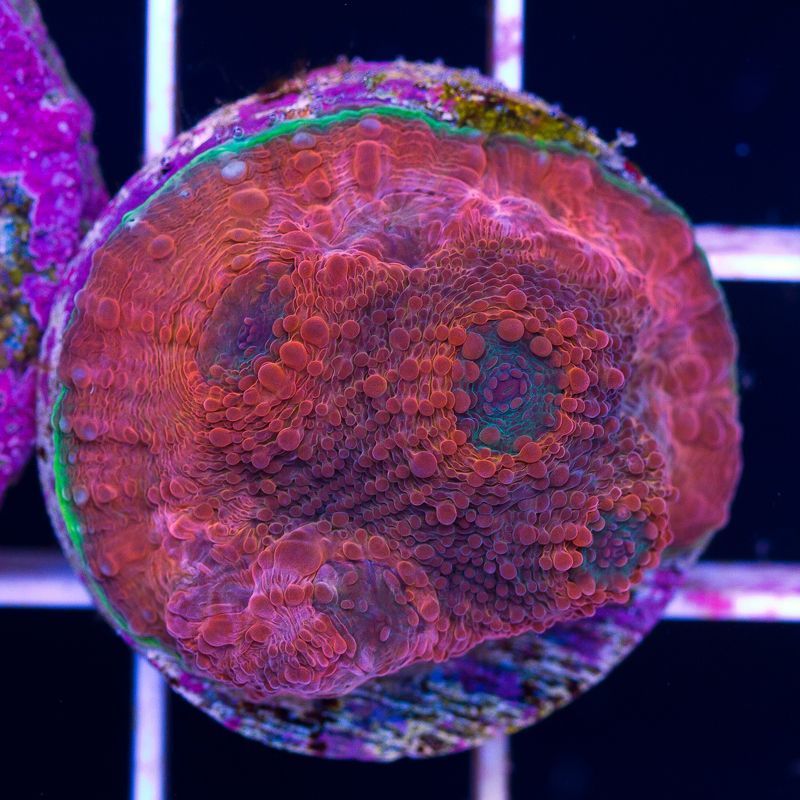 newcoral524b.jpg