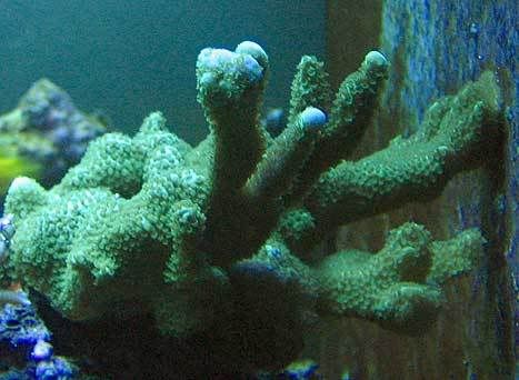 montipora-altasepta.jpg