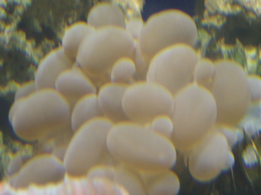 jayfish157.jpg