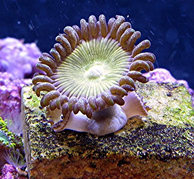 goldzoa.jpg