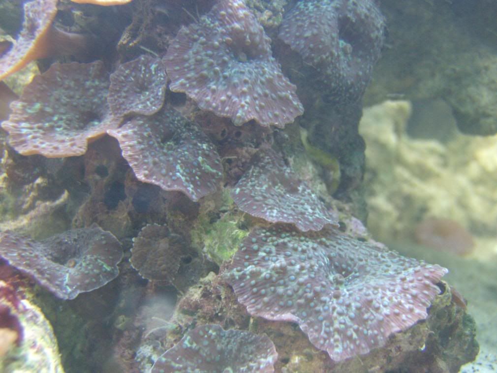 jayfish070.jpg