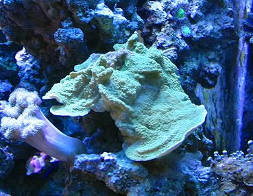 m_grisea.jpg