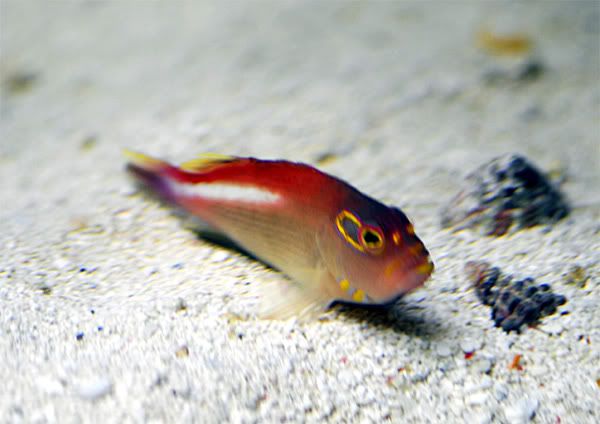 Arc_Eye_Hawkfish2.jpg