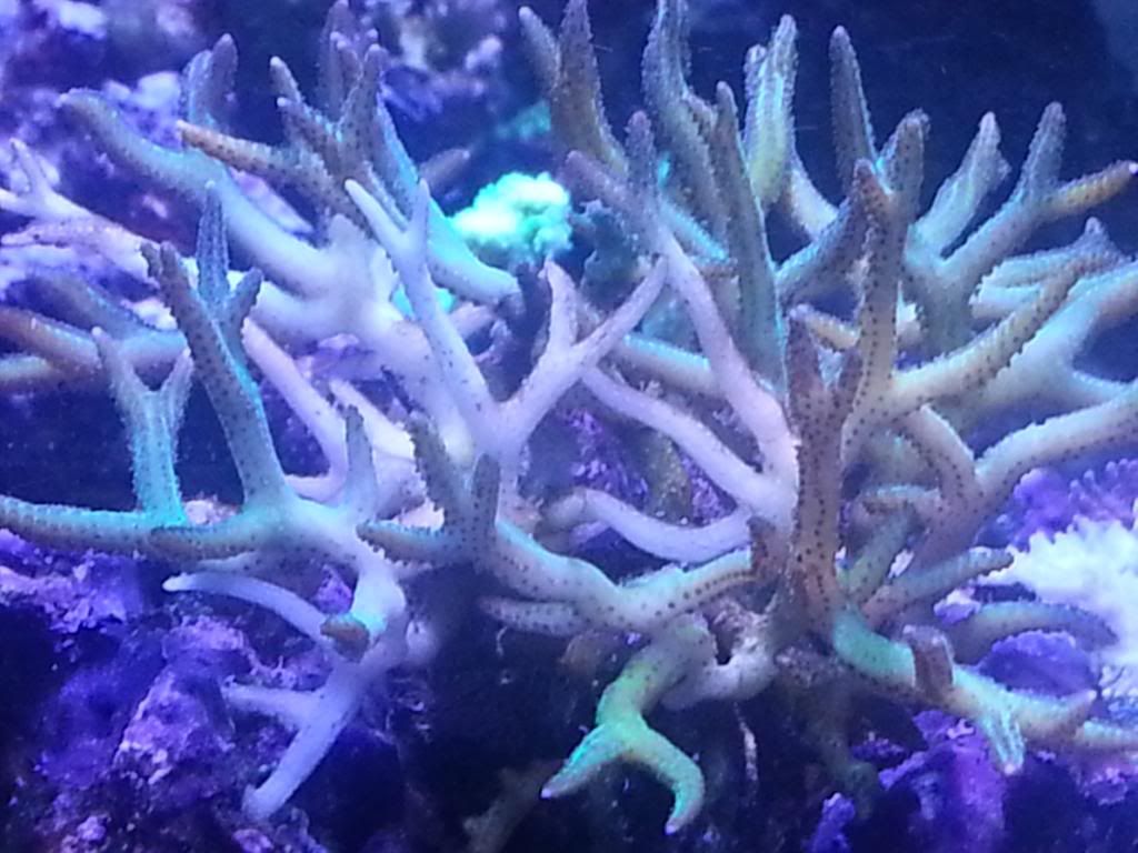 20130526_204530_zps4e176754.jpg