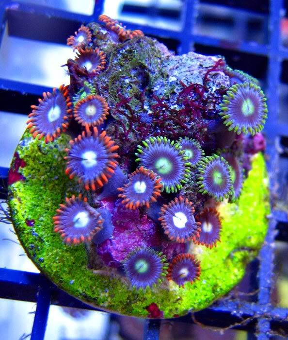 blue-green-red-l.jpg