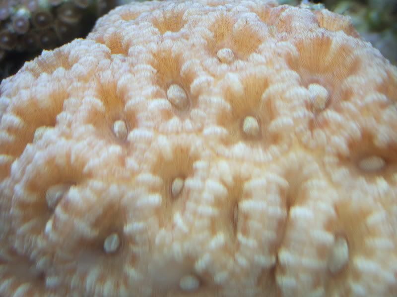 acan.jpg