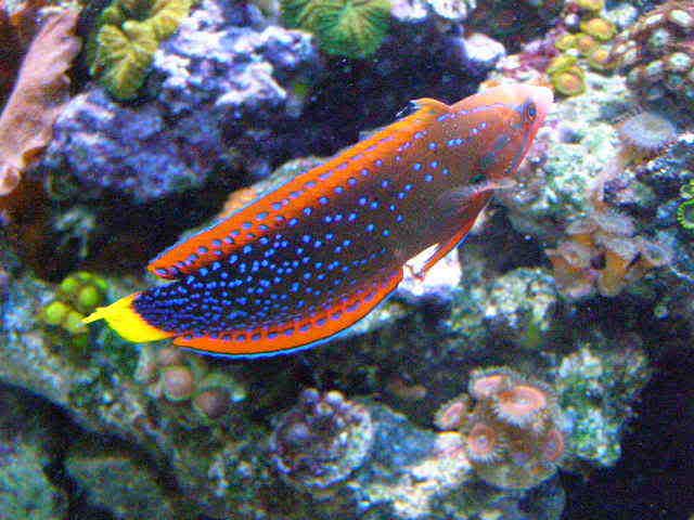 FishNov6pt3052.jpg
