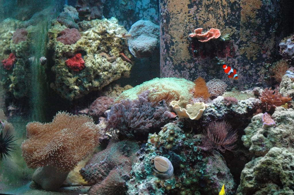fishes010.jpg