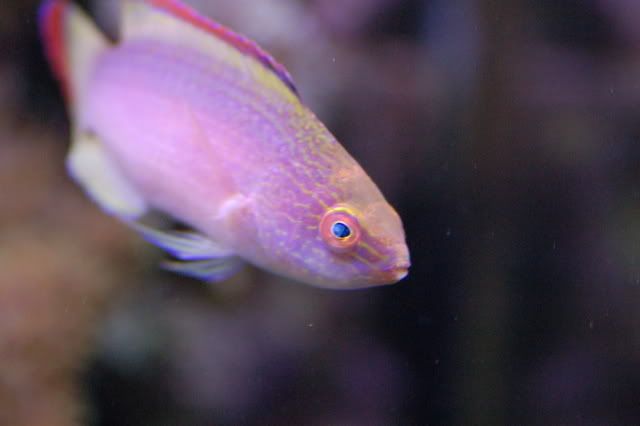 65g_rubrimarginatus035.jpg