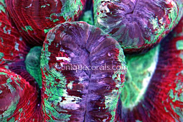 balitrachy6_macro-1.jpg