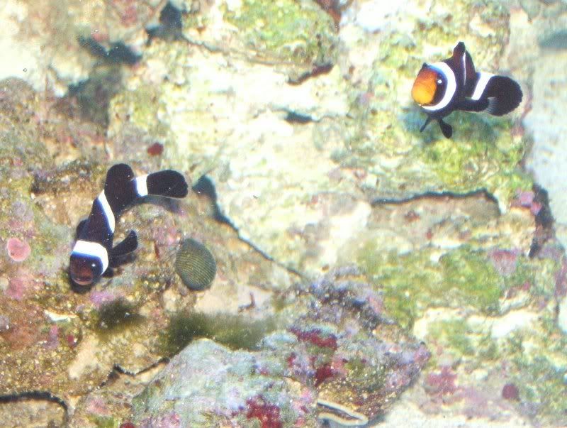 DSCF1084.jpg
