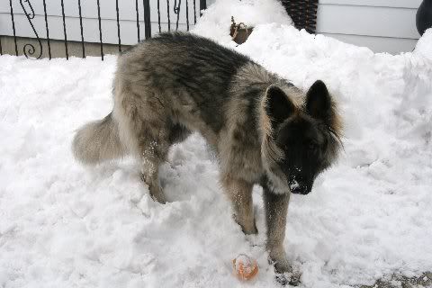 Sable1yearchristmas2010027.jpg