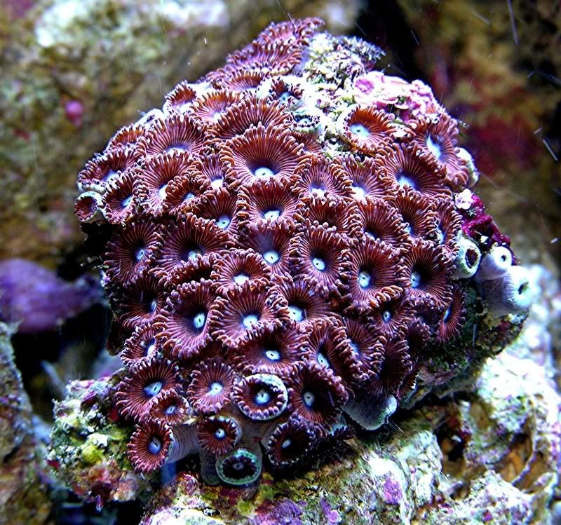 redmicrozoa.jpg