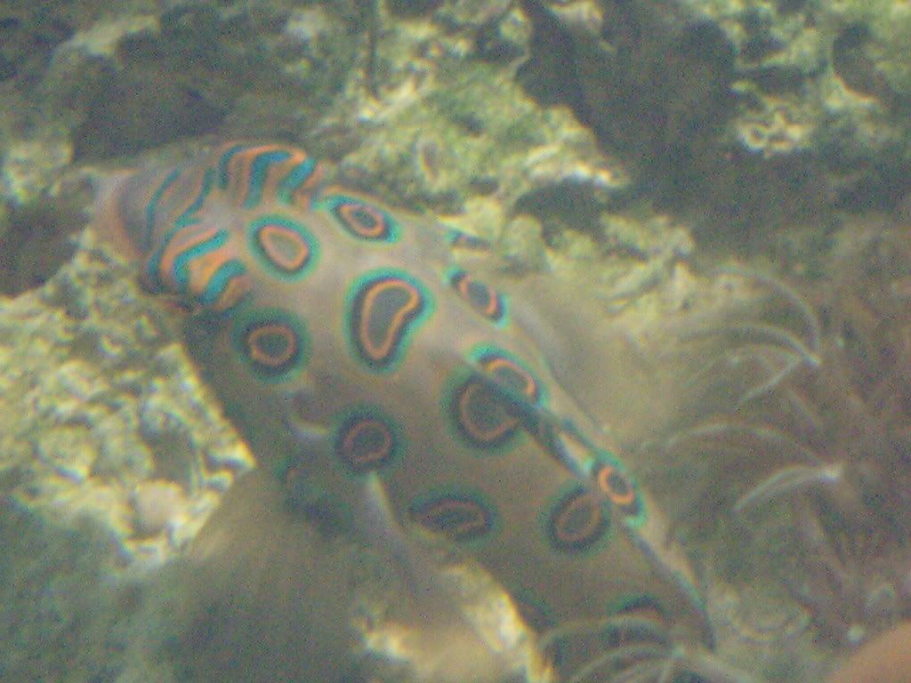 jayfish165.jpg