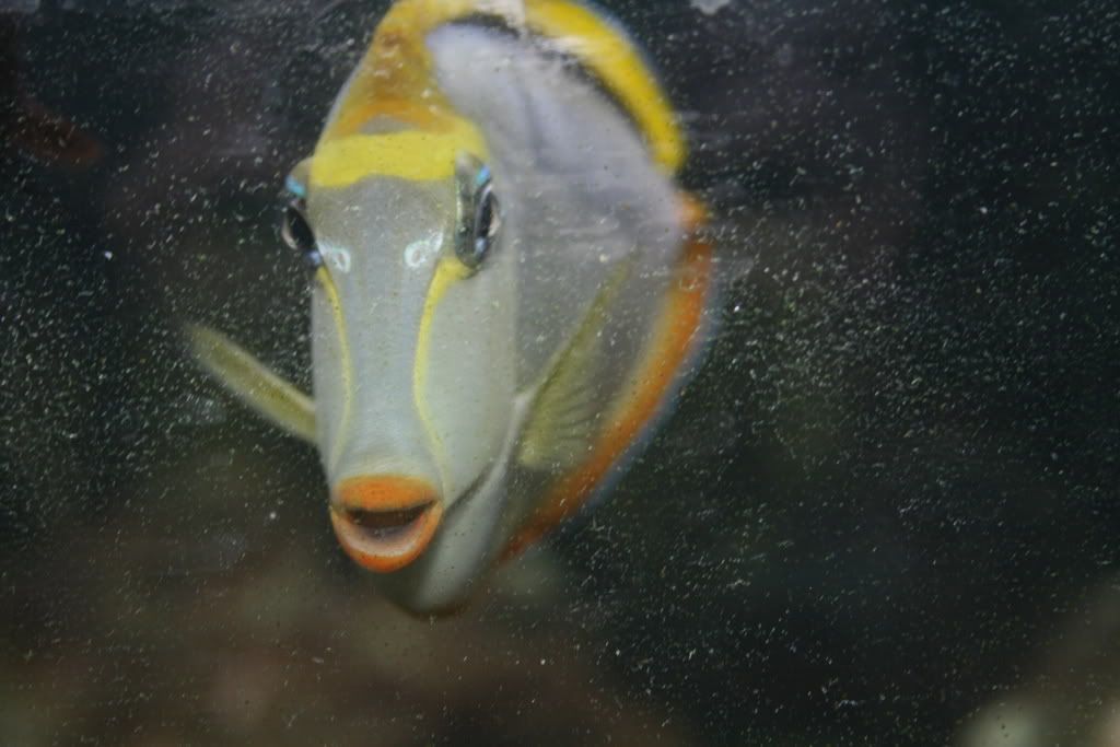saleoffishes002-1.jpg