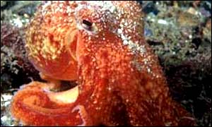 _38070971_octopus300.jpg