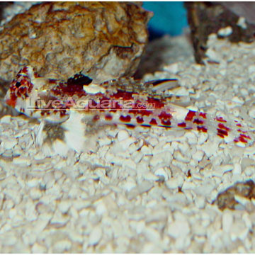 p-71822-red-scooter-blenny.jpg