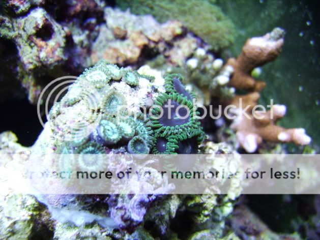 Aqua_1_16008.jpg