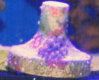HairyMushroomRock260-2.jpg