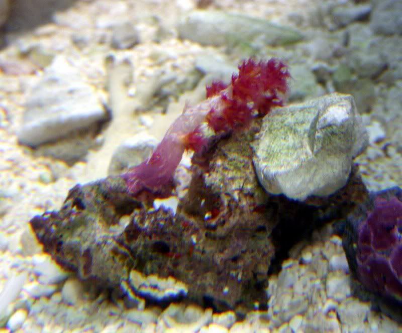 dendrofrag.jpg