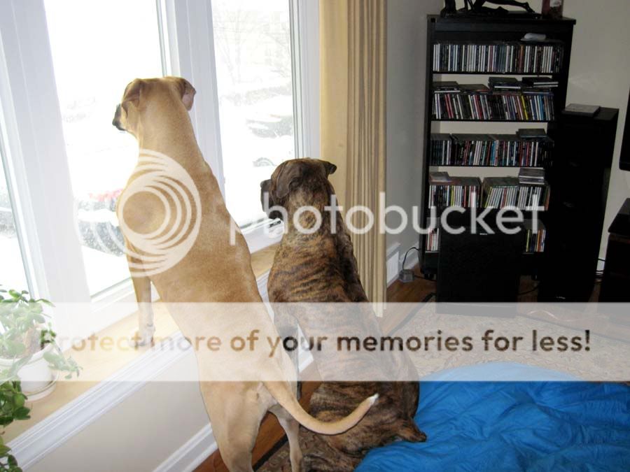 dogslookingoutthewindow.jpg