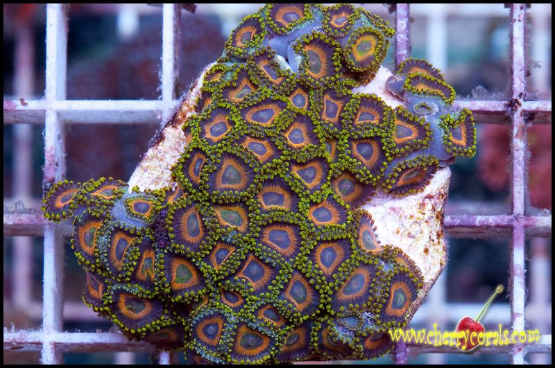 NewCorals_10-6.jpg