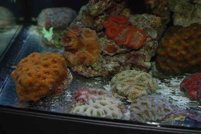 acan4.jpg