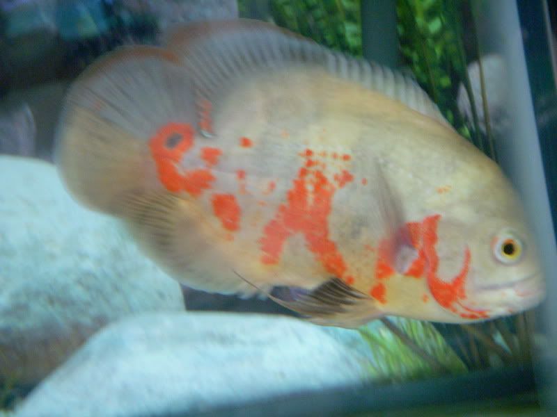 DSCN0260.jpg