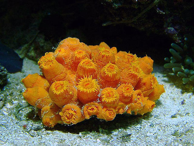 sun_coral_641pm_060504.jpg