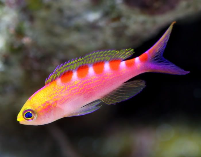 panthias700.jpg